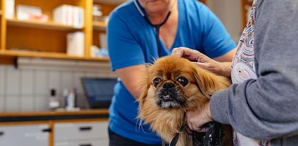 Medarbejder Sociale Studier hyppigt Dyreklinik med egne dyrlæger i Assens | Vaccination af din hund